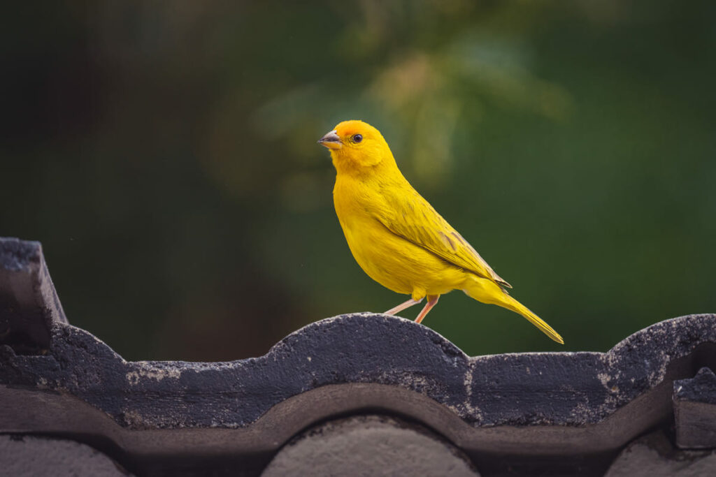 Ornitología: canaricultura, colombofilia y aves exóticas